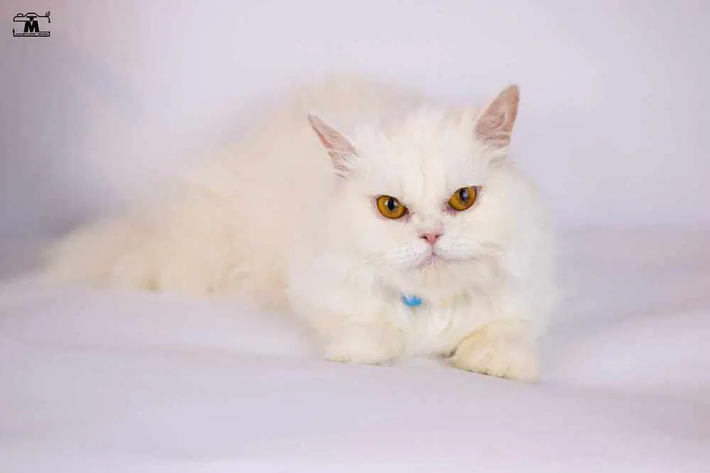 Lara - Persian