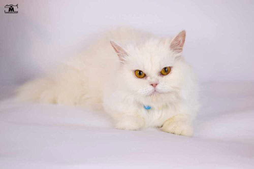 Lara, an adoptable Persian in Marion, CT