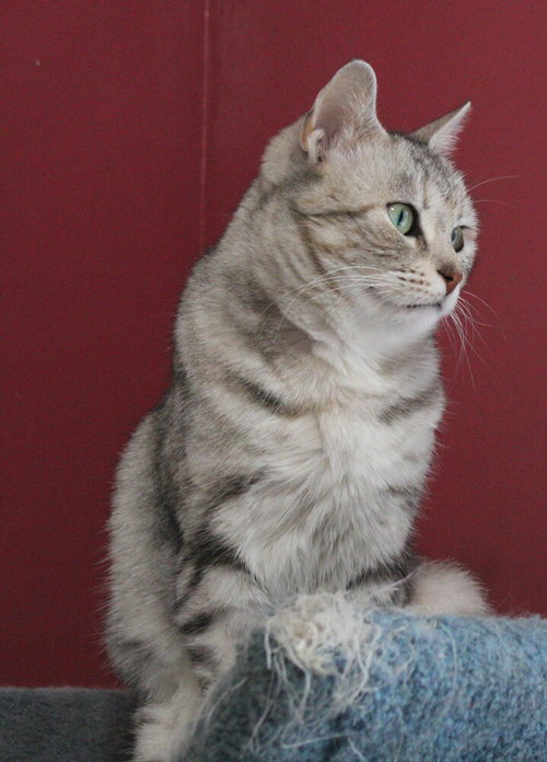 Gasak, an adoptable Egyptian Mau in Marion, CT