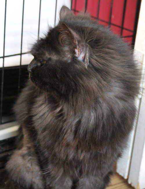 CHOCOLATE - Persian available for adoption