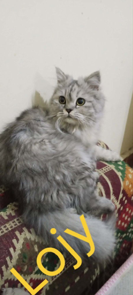 Lojy, Young Persian / Turkish Angora / Mixed (long coat), cat for adoption in West Haven, Connecticut