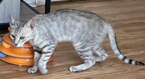 Moza, Young Egyptian Mau (short coat), cat for adoption in West Haven, Connecticut