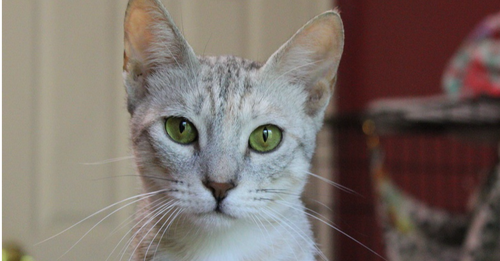 Moza, Young Egyptian Mau (short coat), cat for adoption in Danbury, Connecticut