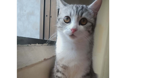 Nano, an adoptable Egyptian Mau in Marion, CT
