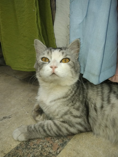 Simsim photo 2