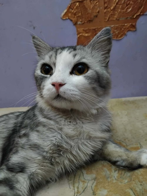 Simsim photo 3