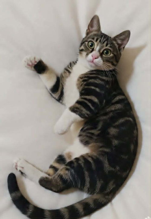 Balha, an adoptable Egyptian Mau in Marion, CT