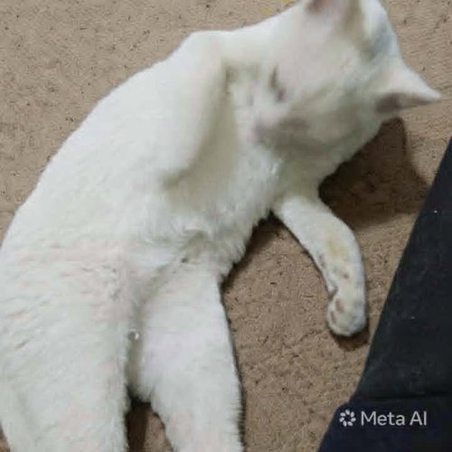 Sahlab photo 2