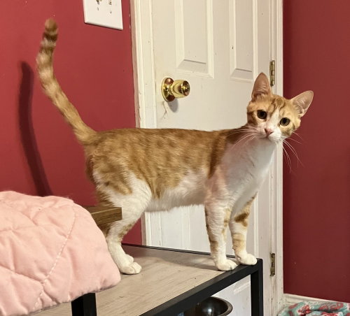 picture of the cat needing adoption