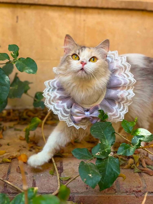 Esmeralda photo 2