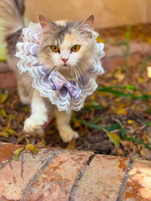 Esmeralda photo 4