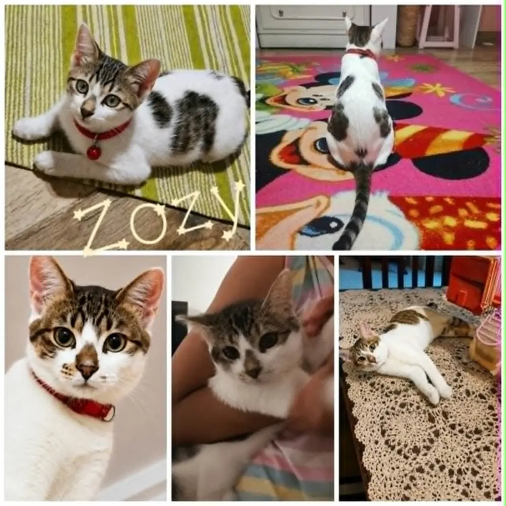 Zozy image 2