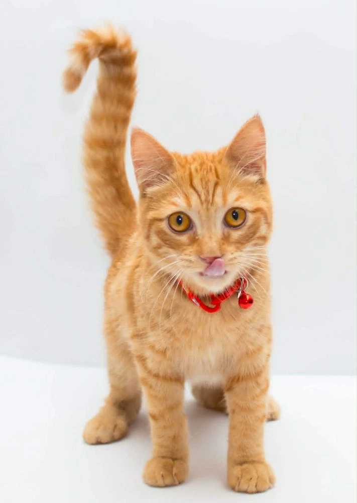 Milo