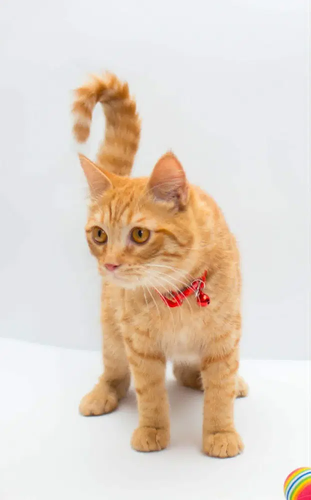 Milo image 2