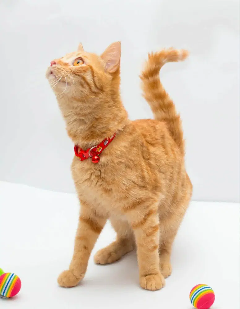 Milo image 3
