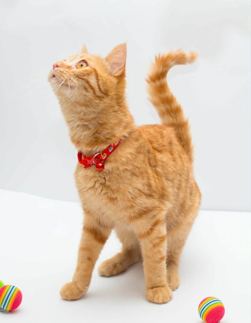 Milo photo 3