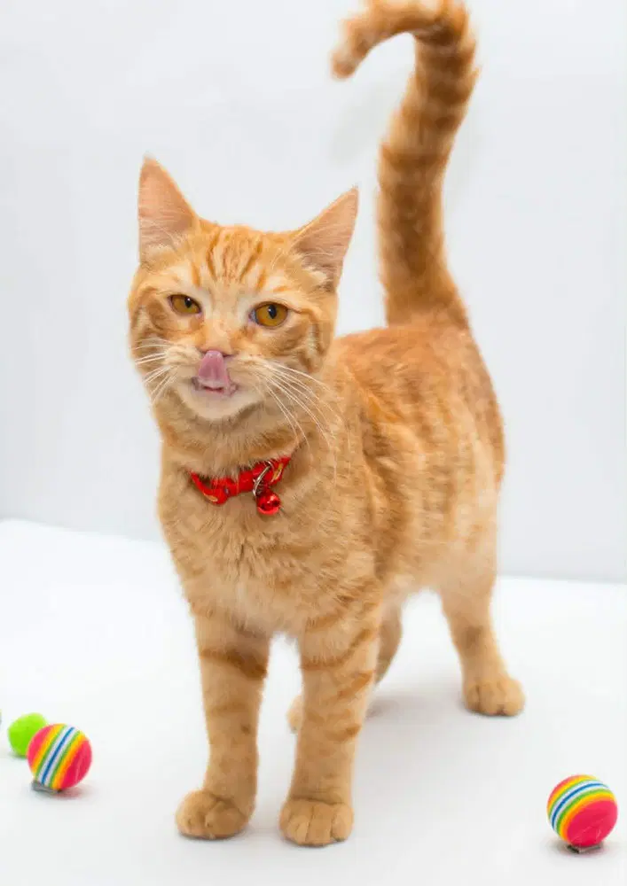 Milo image 4