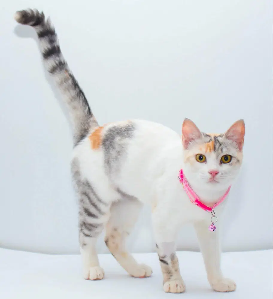 Seniorita - Native Mau