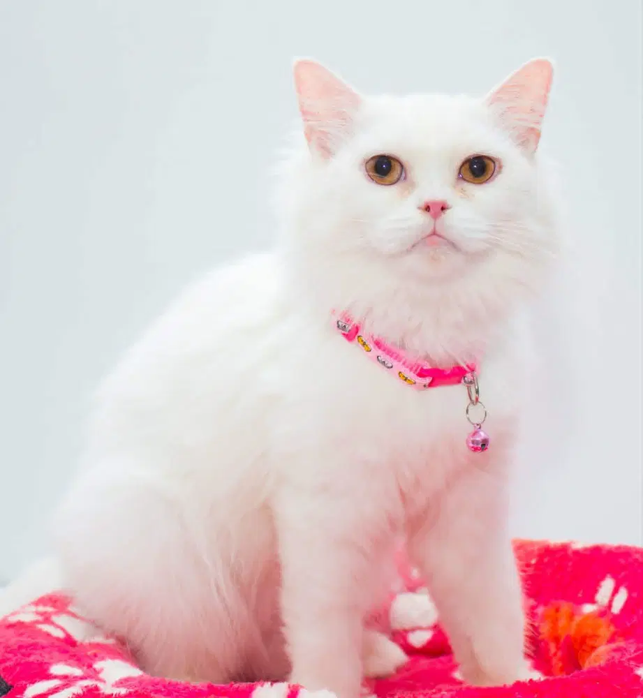 Pearl - Persian