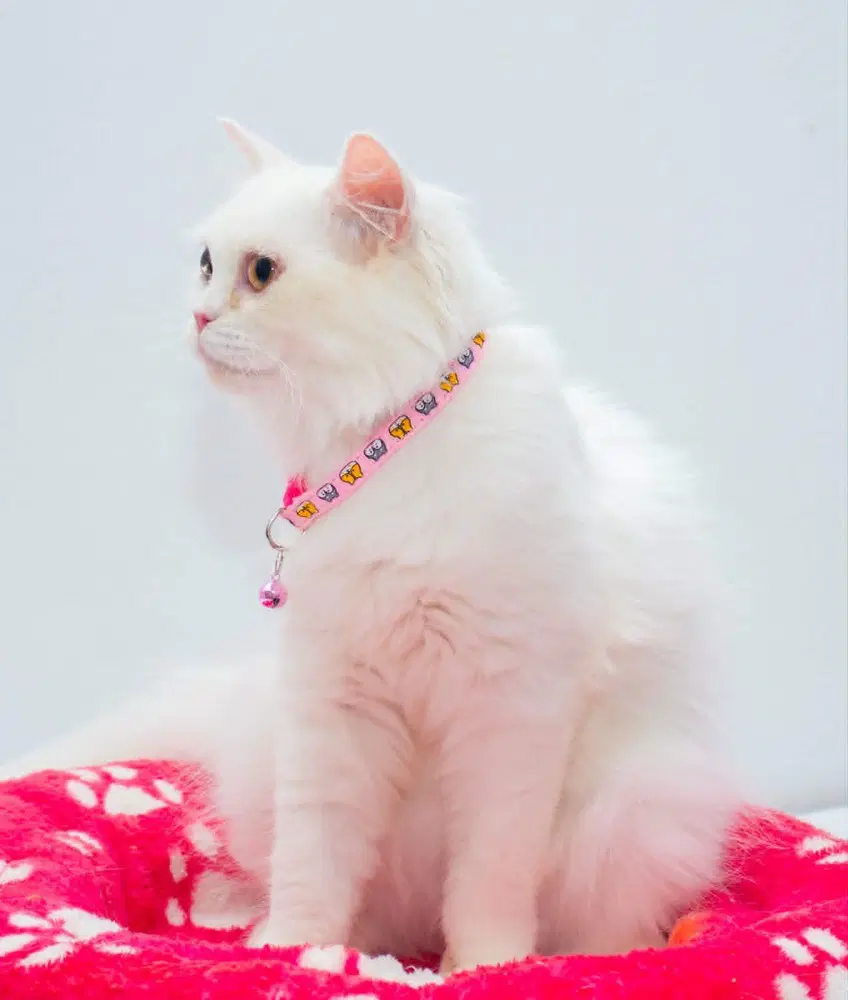 Pearl image 2
