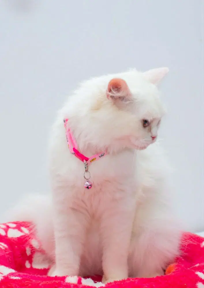 Pearl image 3