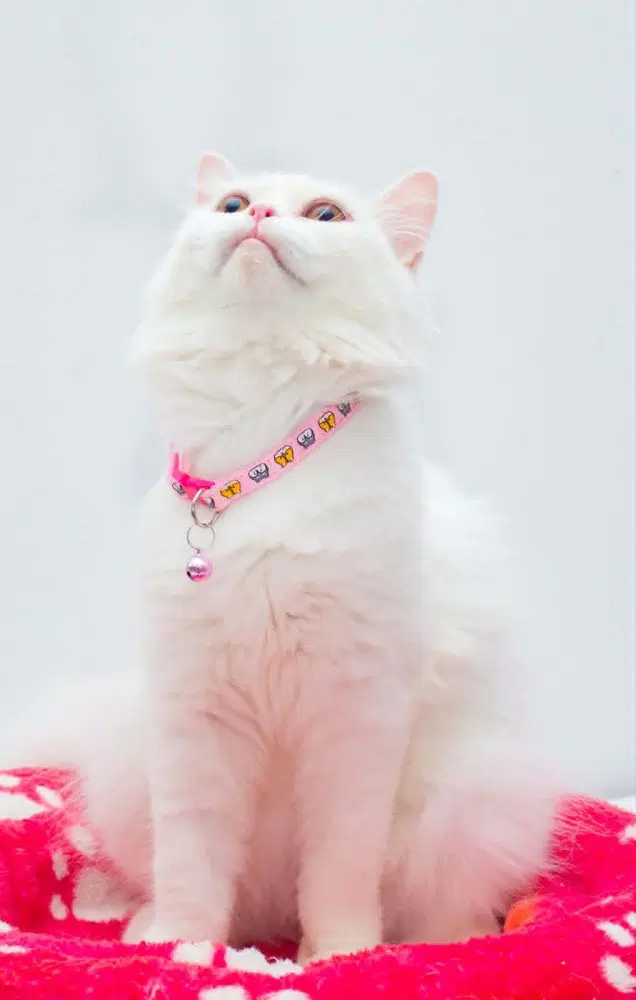 Pearl image 4