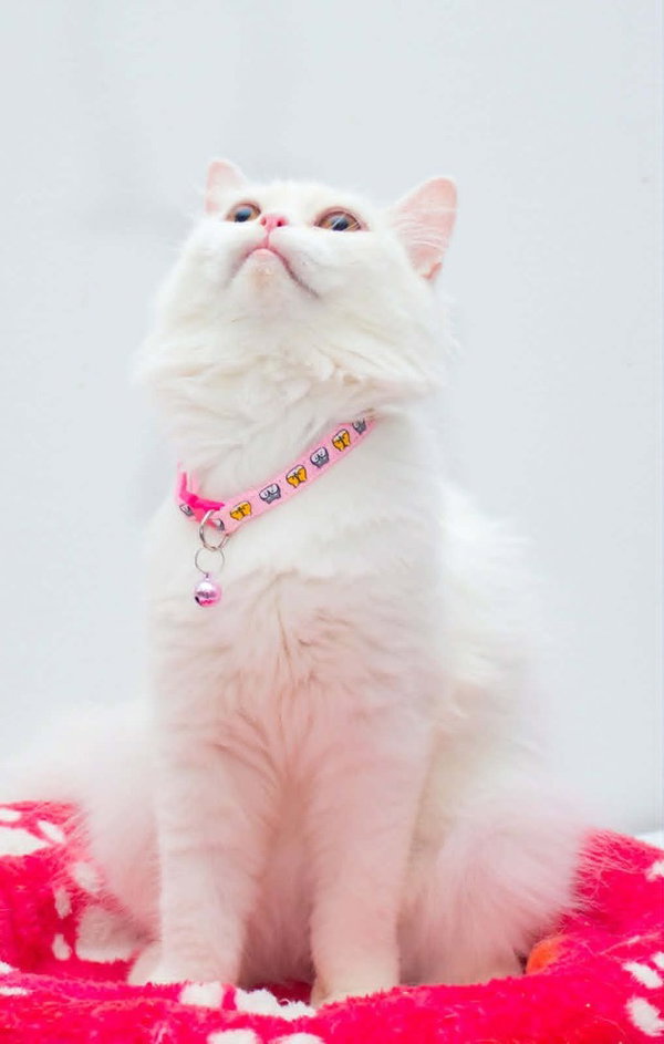 Pearl