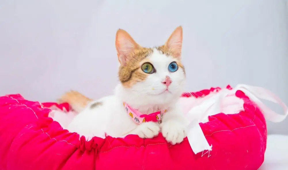Latoya - Egyptian Mau