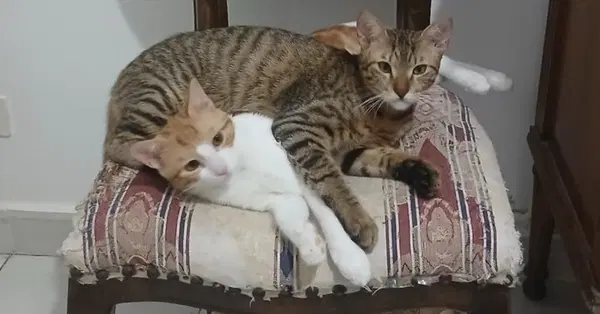 Azizi - Egyptian Mau