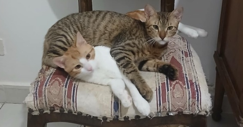picture of the cat needing adoption