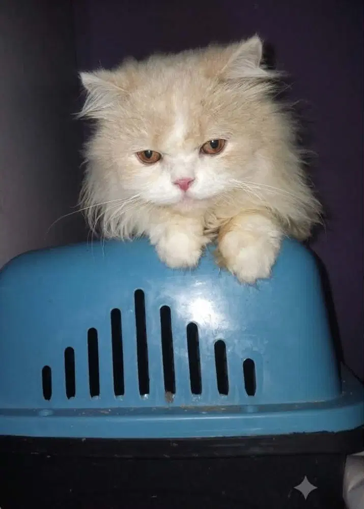 Loka - Persian