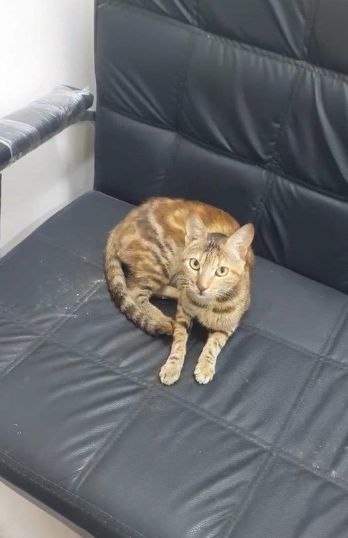 picture of the cat needing adoption