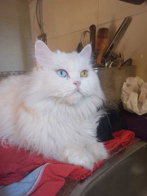 picture of the cat needing adoption