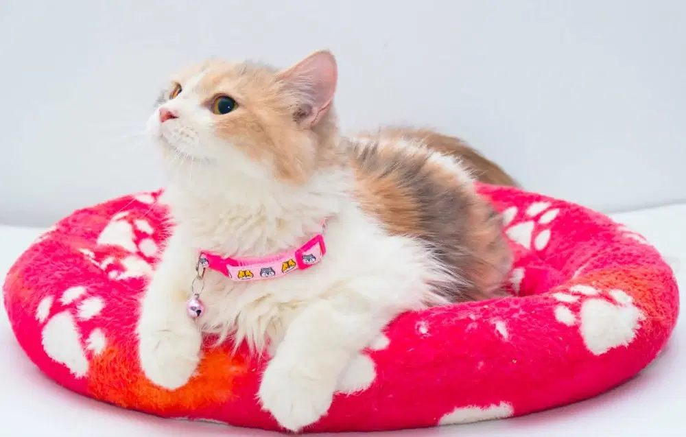 Anne - Persian