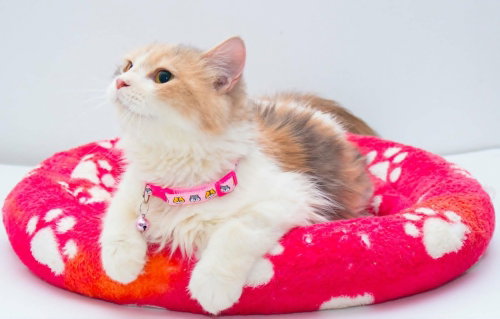 picture of the cat needing adoption