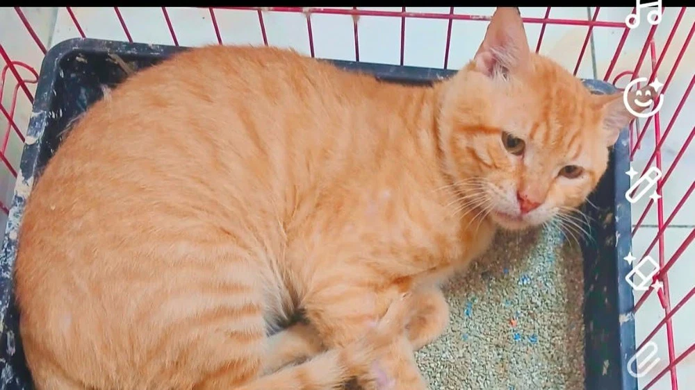 Simba