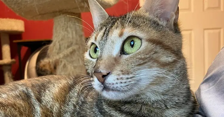 Totti - Egyptian Mau