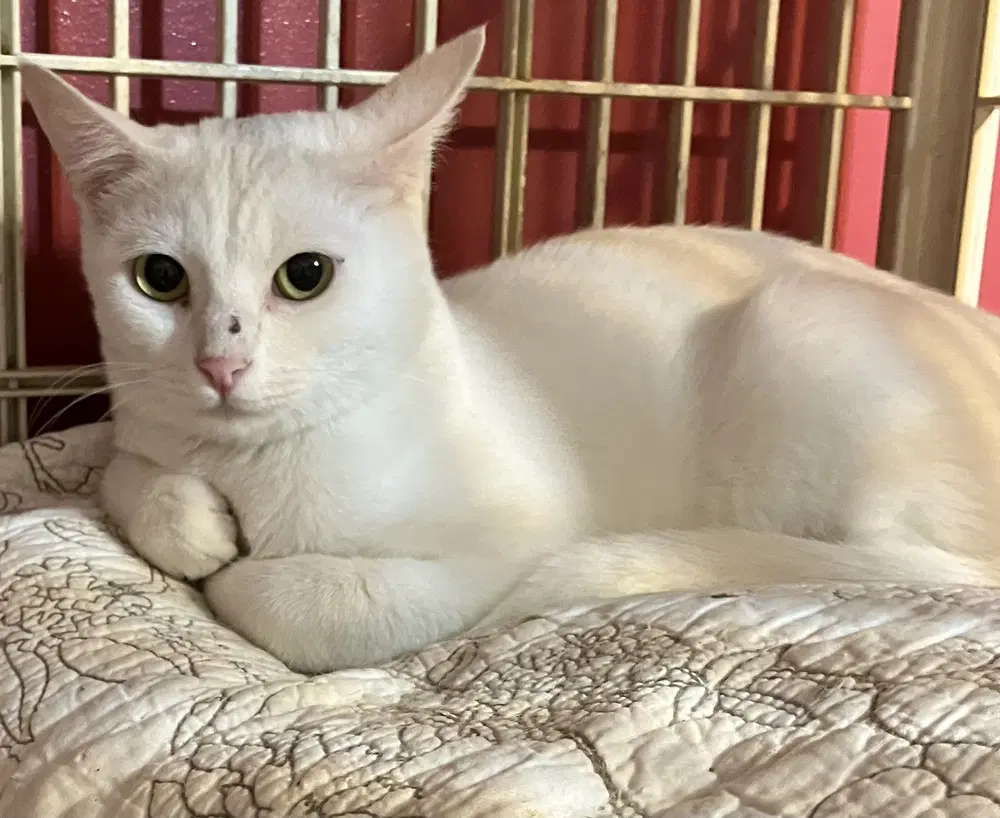 Sahlab - Exotic Shorthair
