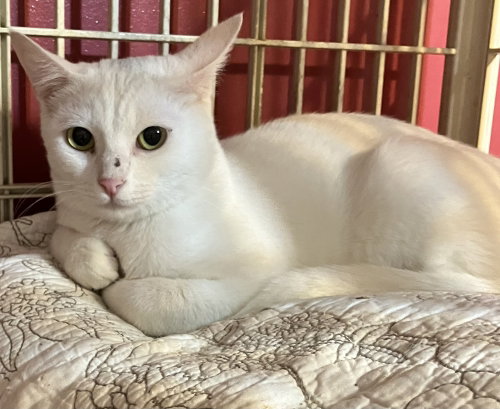 picture of the cat needing adoption