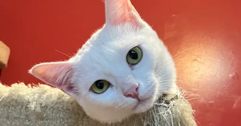 Sahlab - Exotic Shorthair