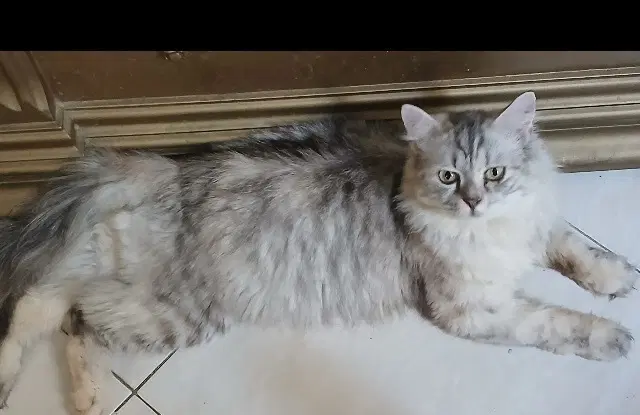 Lucy - Persian