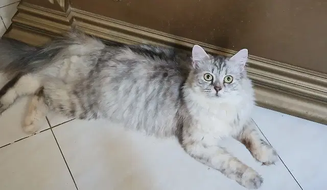 Lucy image 4