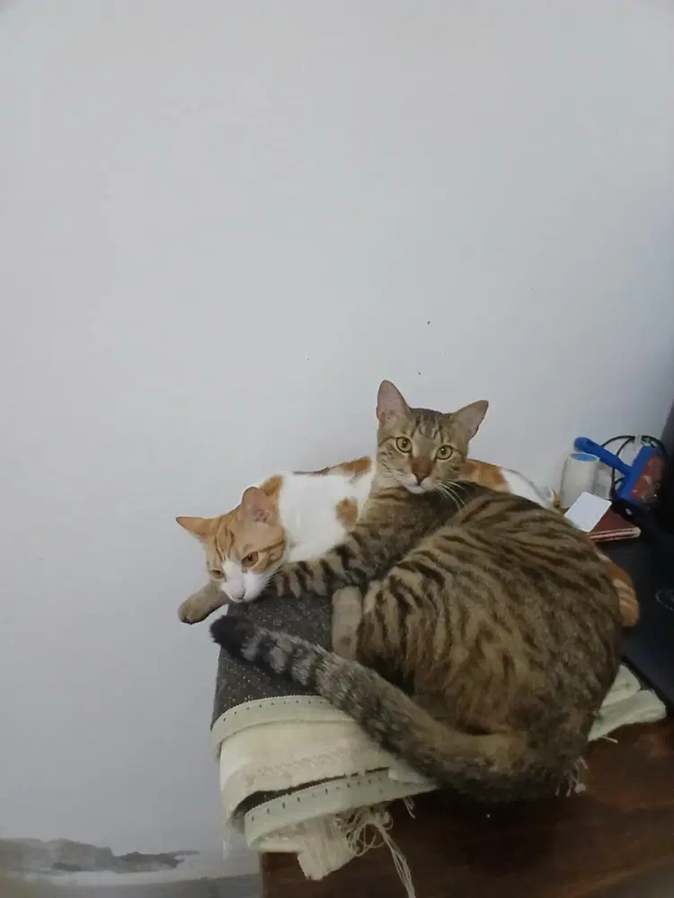 Fosdok - Egyptian Mau