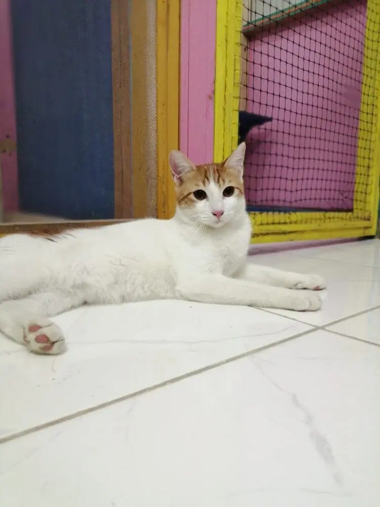 Cairo - Egyptian Mau