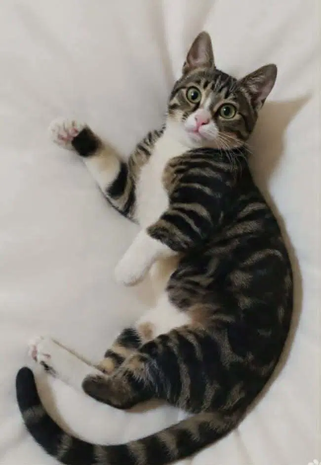 Balha - Egyptian Mau