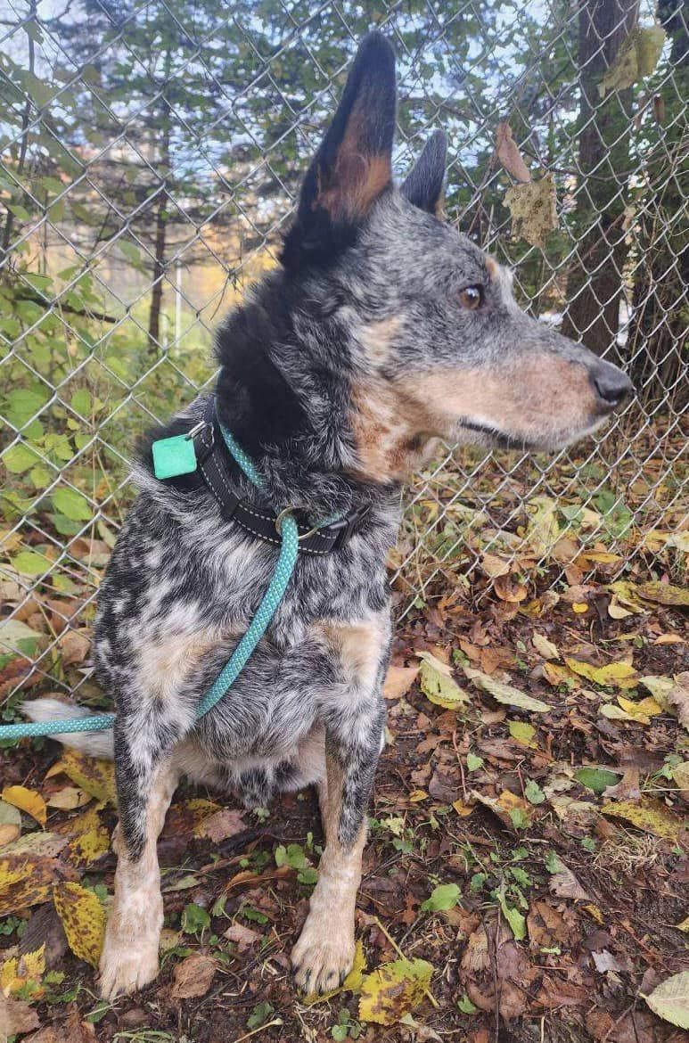 Dog for Adoption Banjo, a Cattle Dog in Fenton, MI Alpha Paw