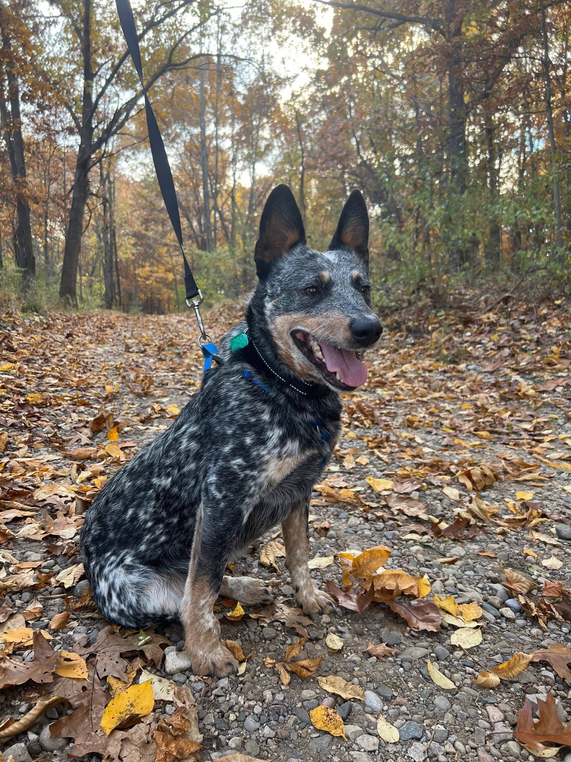 Dog for Adoption Banjo, a Cattle Dog in Fenton, MI Alpha Paw