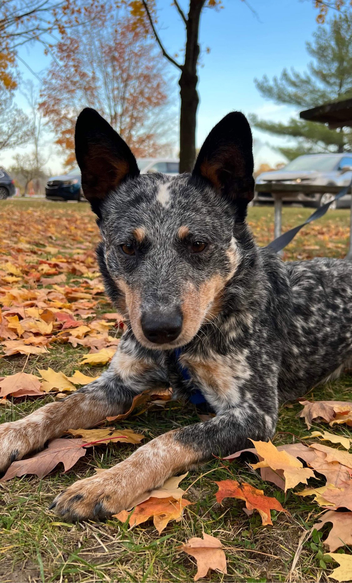 Dog for Adoption Banjo, a Cattle Dog in Fenton, MI Alpha Paw