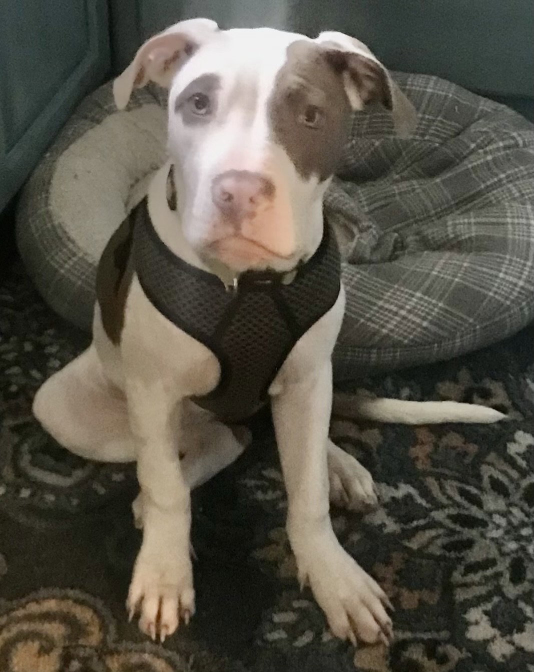 dog-for-adoption-meg-lives-with-cats-a-pit-bull-terrier-in-clio