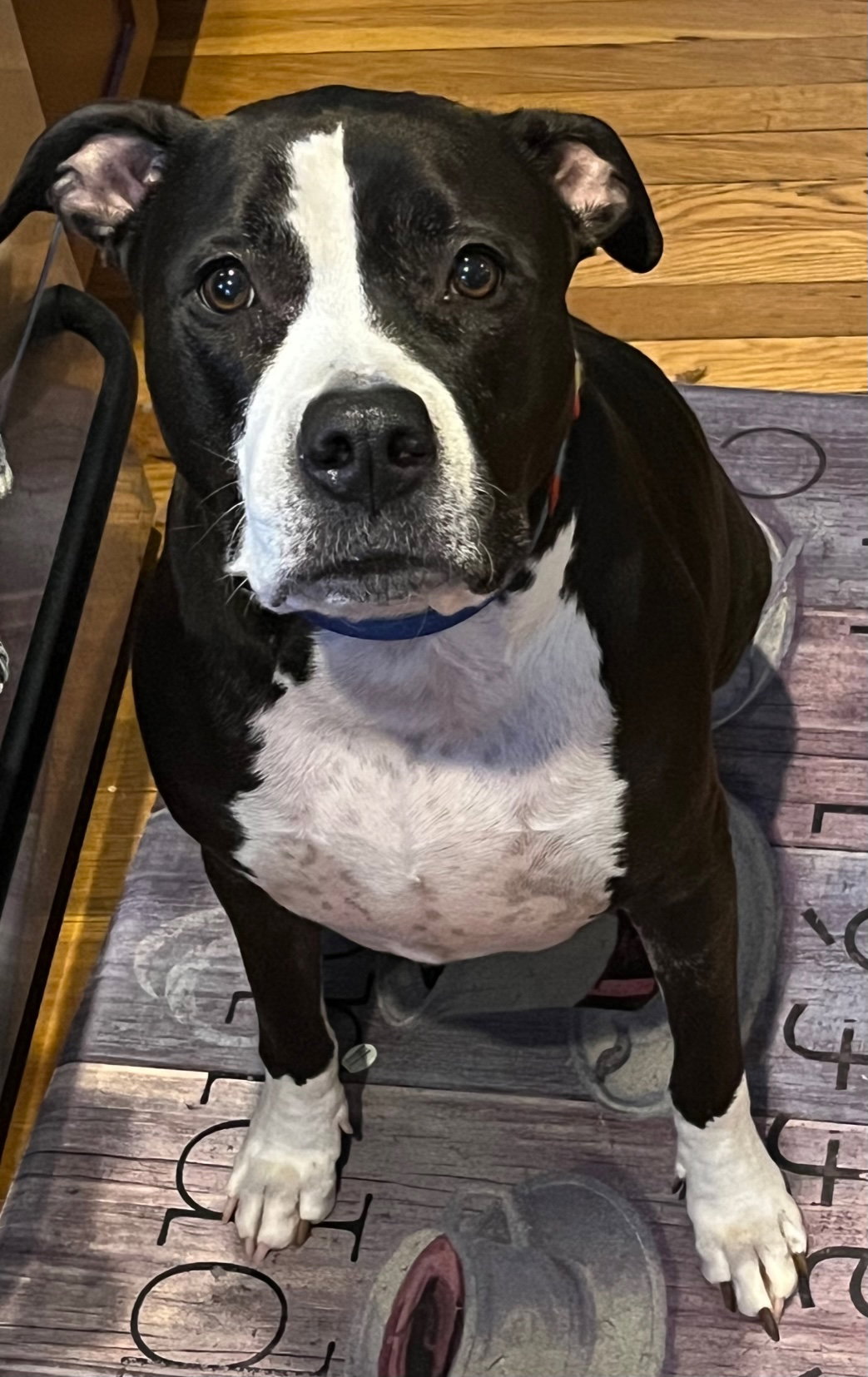 Dog for Adoption - Bronte *LIVES WITH CATS and DOGS*, a Pit Bull